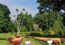 Экскурсии по Шри Ланке - Ботанический сад